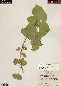 Populus fremontii var. fremontii image