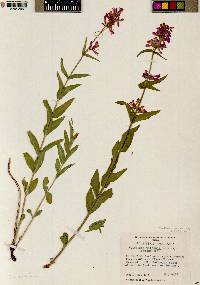 Penstemon watsonii image