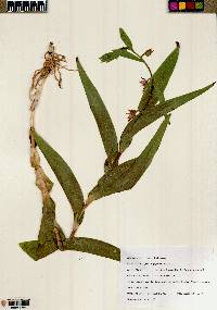 Epipactis gigantea image