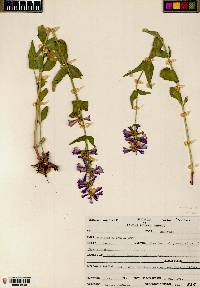 Penstemon watsonii image