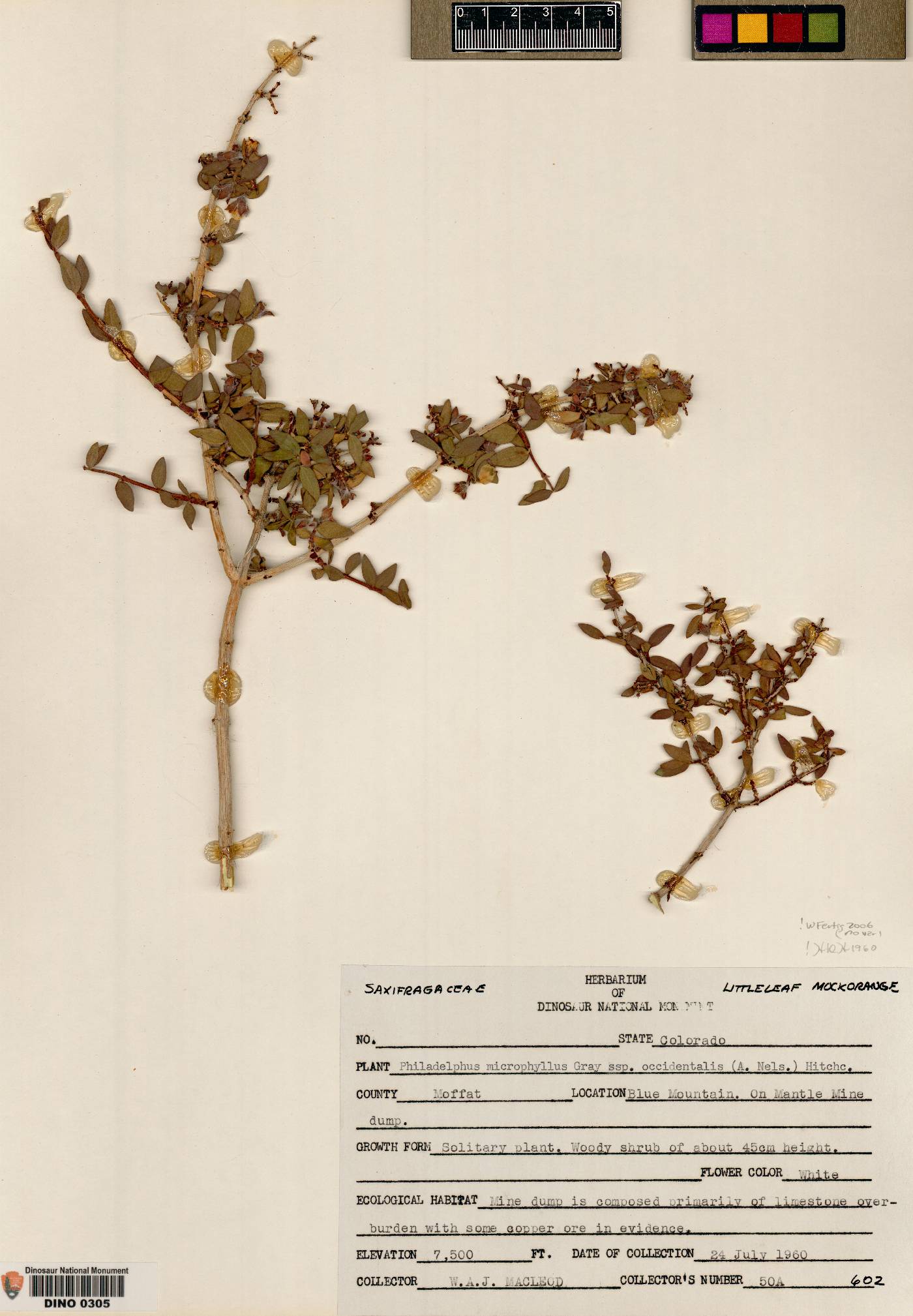 Philadelphus occidentalis var. occidentalis image