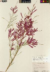 Tamarix chinensis image