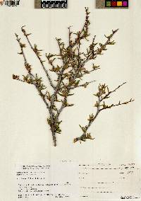 Cercocarpus intricatus image