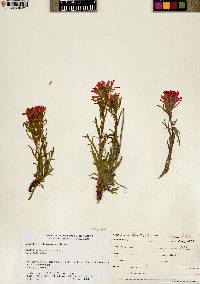 Castilleja chromosa image