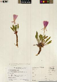 Oenothera cespitosa subsp. navajoensis image