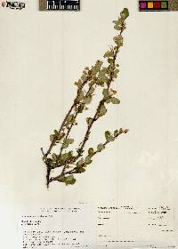 Cercocarpus montanus image