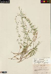 Galium coloradoense image