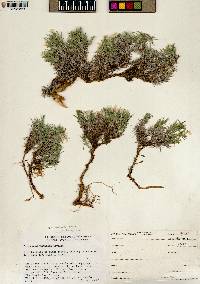 Phlox austromontana subsp. austromontana image