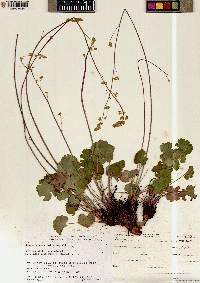 Heuchera parvifolia image