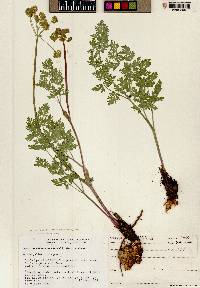 Lomatium multifidum image