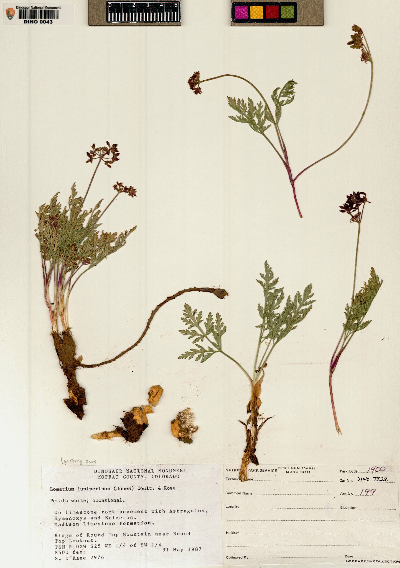 Lomatium juniperinum image