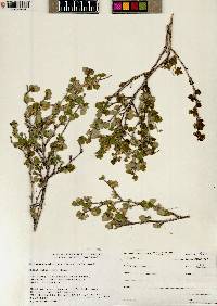 Physocarpus alternans image