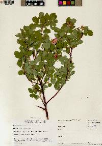 Rosa woodsii image