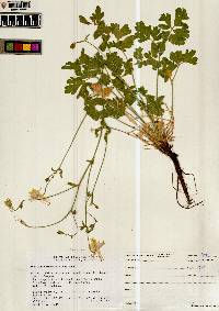 Aquilegia micrantha image