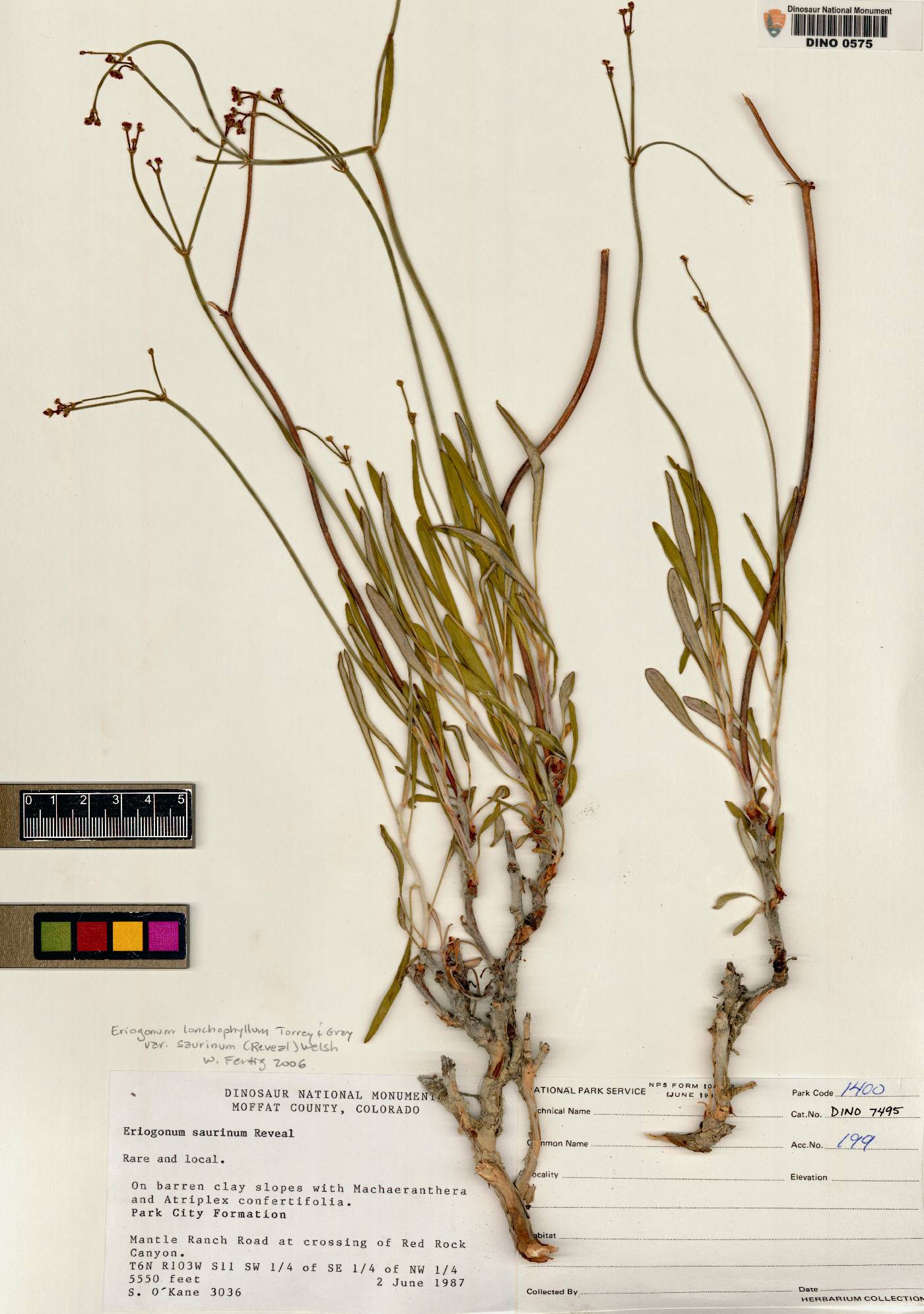 Eriogonum lonchophyllum var. lonchophyllum image