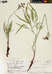 Lomatium simplex image