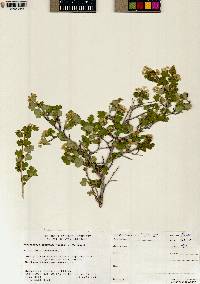 Physocarpus alternans image