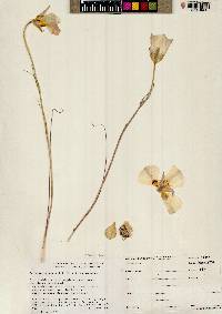 Calochortus nuttallii image