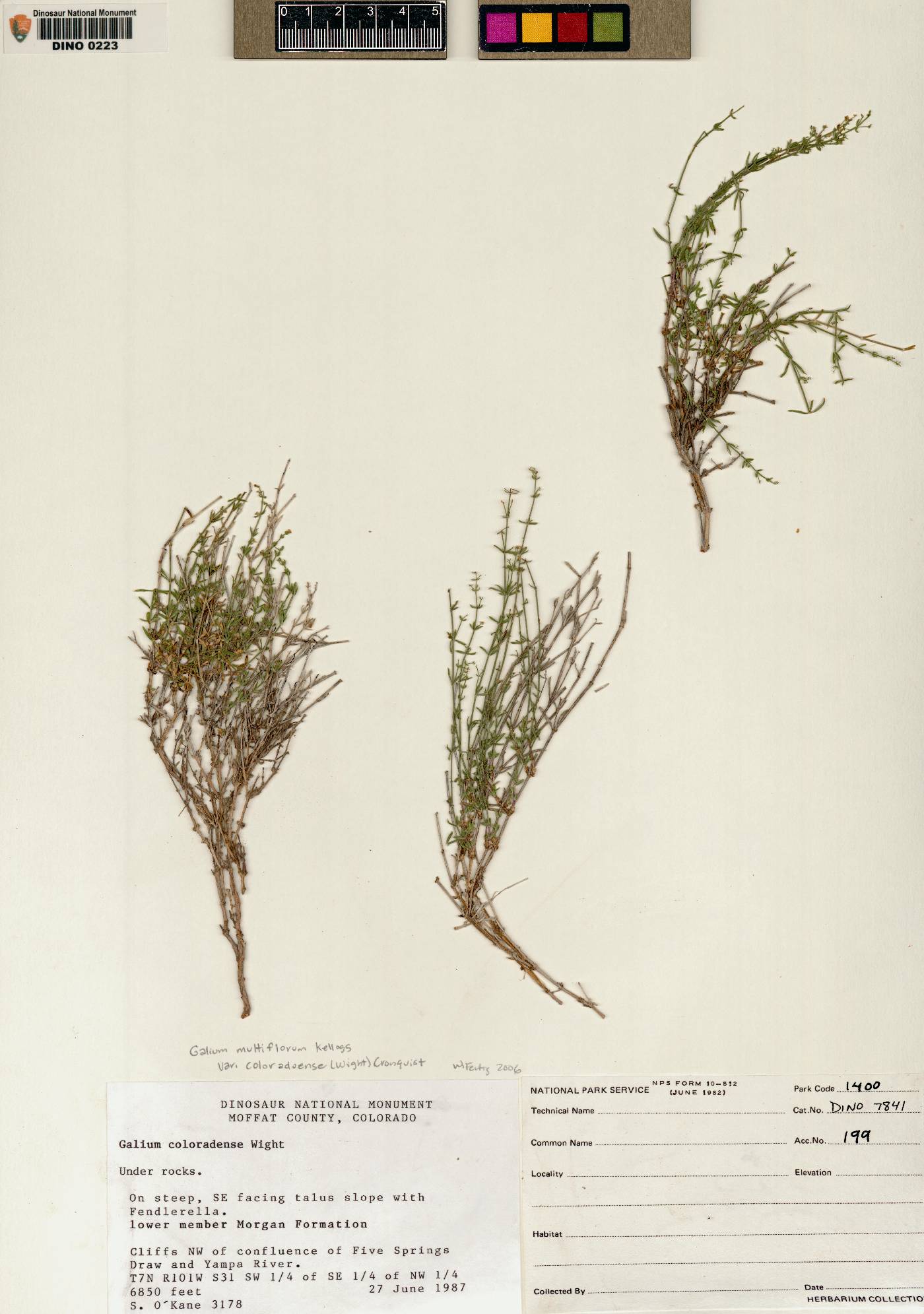 Galium coloradoense image