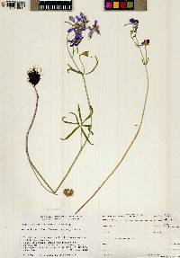 Delphinium nuttallianum image