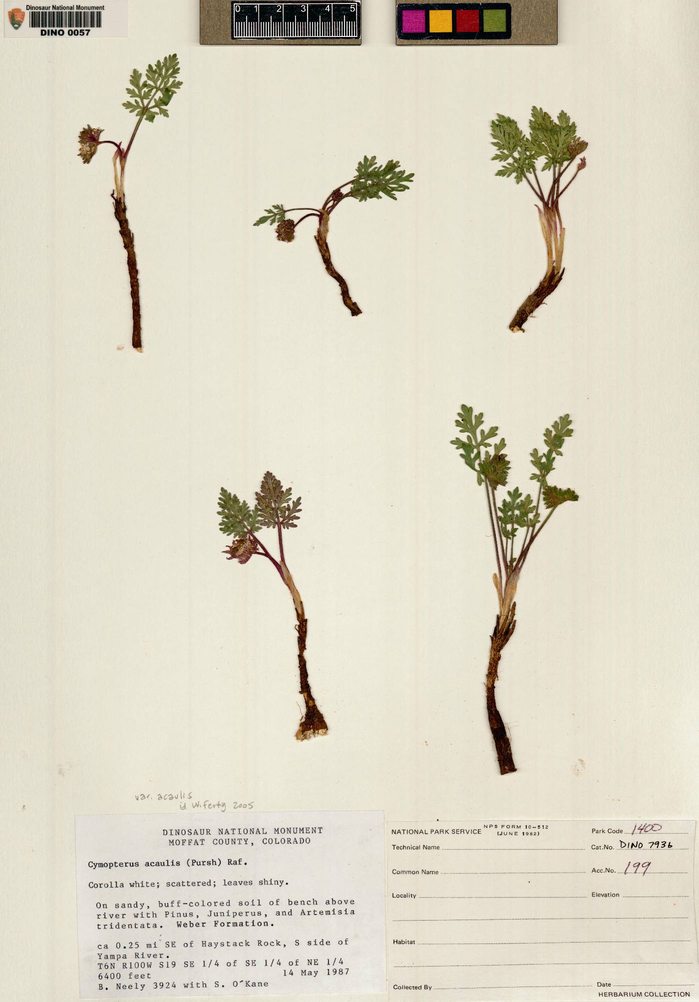 Cymopterus acaulis image