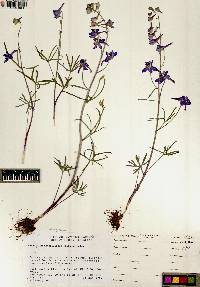 Delphinium nuttallianum image