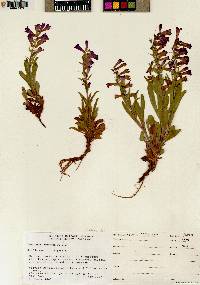 Penstemon fremontii image