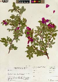 Rosa woodsii image