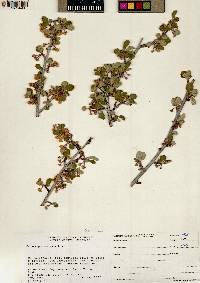 Cercocarpus montanus image