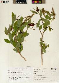 Salix amygdaloides image