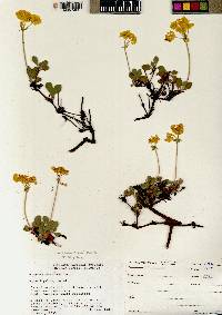 Eriogonum umbellatum var. aureum image