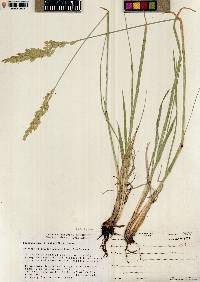 Leucopoa kingii image