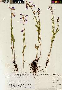 Penstemon radicosus image