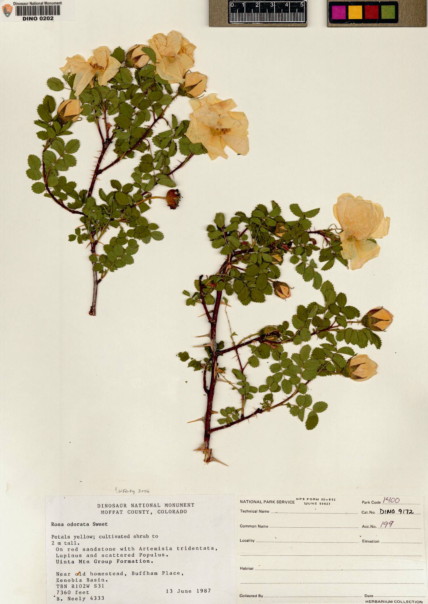 Rosa odorata image