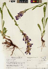 Penstemon strictus image