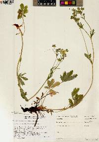 Potentilla gracilis image