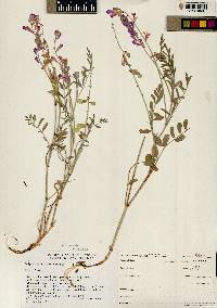 Hedysarum boreale var. boreale image