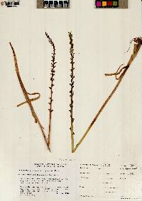 Piperia unalascensis image