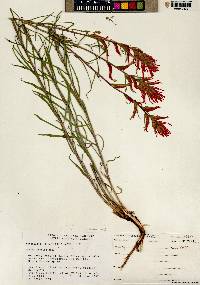 Castilleja linariifolia image