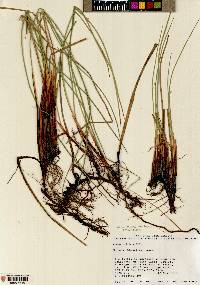 Juncus arcticus image