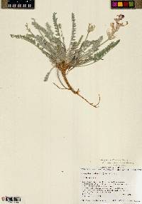 Astragalus mollissimus var. thompsoniae image