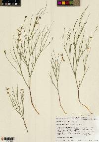 Astragalus convallarius image
