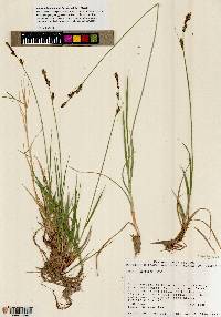 Carex holmgreniorum image