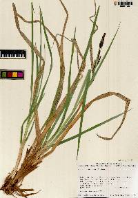 Carex nebrascensis image