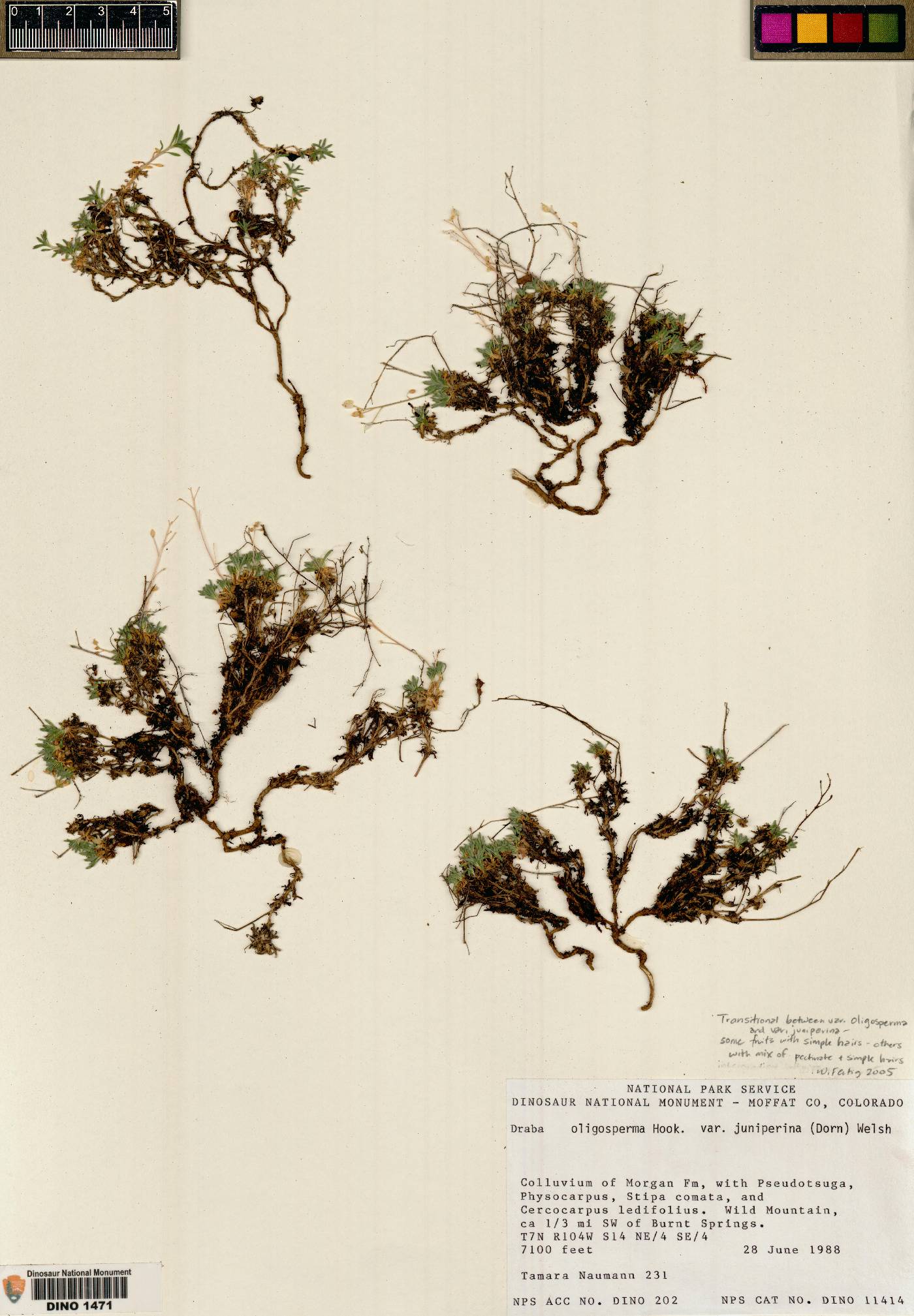 Draba oligosperma var. juniperina image