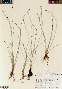 Eleocharis quinqueflora image