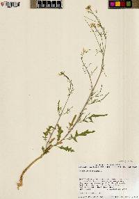 Sisymbrium altissimum image