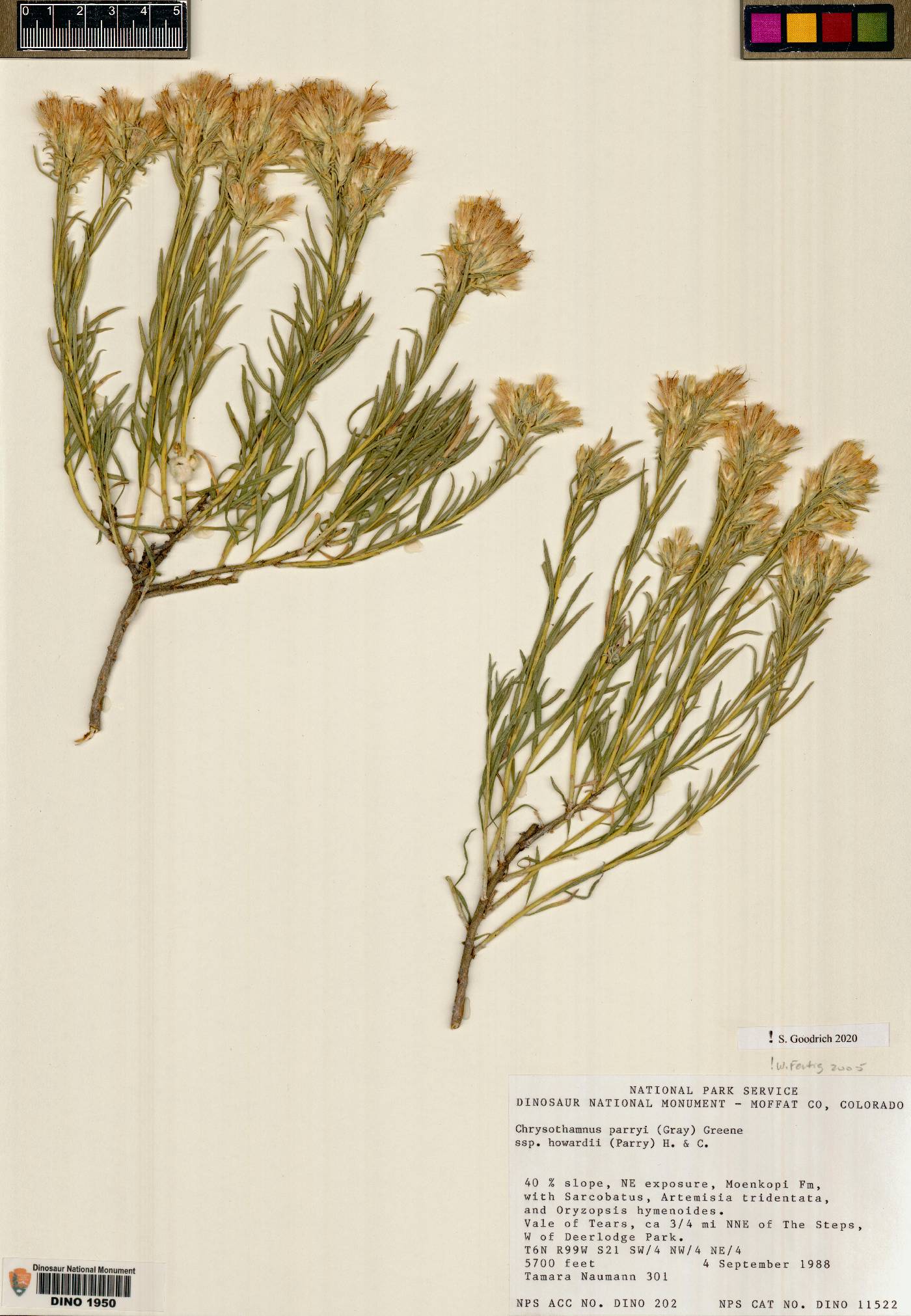 Ericameria parryi var. howardii image