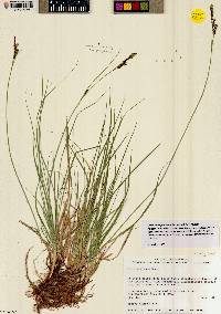 Carex holmgreniorum image