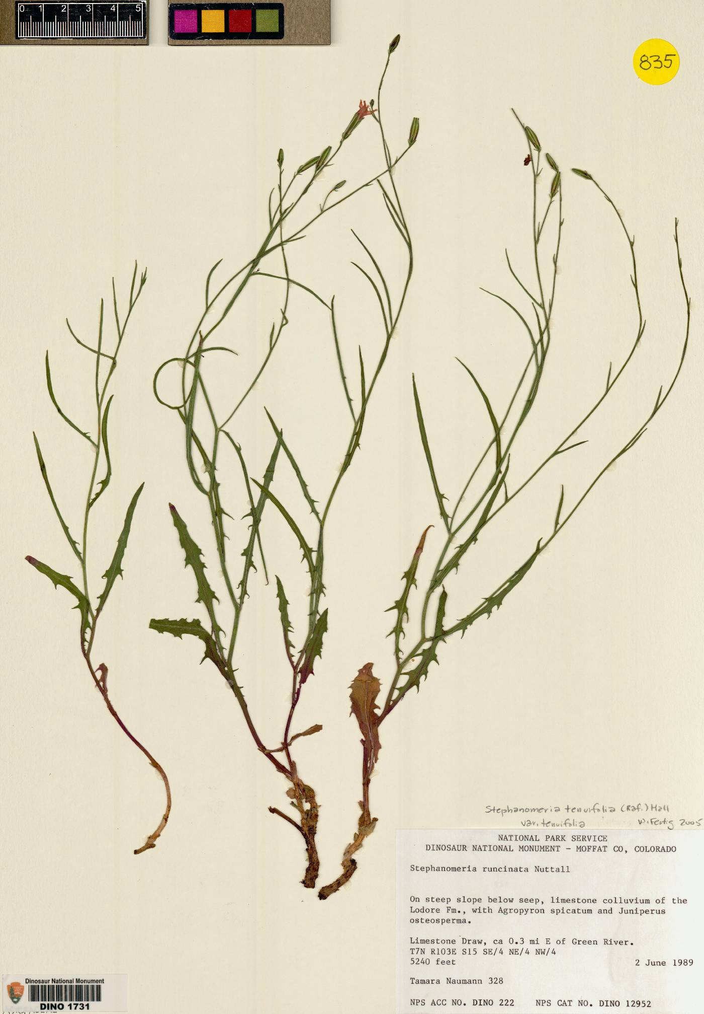 Stephanomeria minor var. minor image